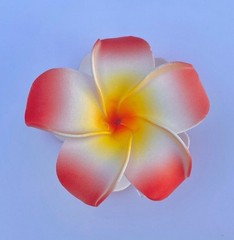Hawaiian Design Plumeria Tropical Hair Clip Beach Luau Foam Accessories
