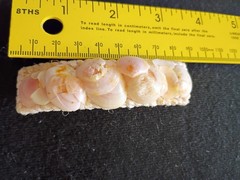 Vintage 1980’s Seashell Hair Barrette Taiwan Beach Mermaid Core Woven Shell Clip