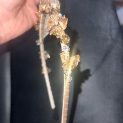 Natasha Gold Crystal Headband