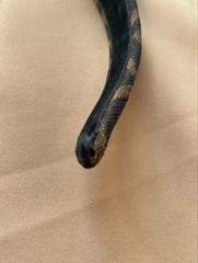 Fendi Zucca Headband Brown Black Canvas Hair Accessory No box Unisex