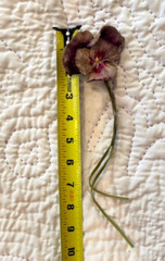 Vintage Hat Millinery Flower Paris Flea Market -Hand Painted Velvet Pansy France