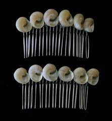 Sea Shell Hair Comb Set of 2 all Natural shells 8 varieties 3″ x 1.5″