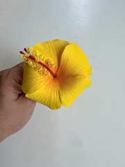 Yellow Hibiscus Hair Flower Ear Piece Hawaiian Luau Hula Tropical Wedding 4″