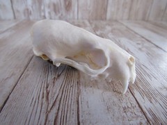 Mink Skull Top Hair Barrett/Clip Animal Bone Jewelry (Neovison Vison) N4994