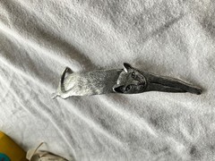 M.C. Davidian 5.25” stretched out cat silver hair Barrette Clip Made In France