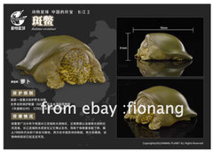 Animal Planet’s Heart Wide and Body Fat Rare Turtle Series