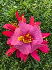 Hawaiian Hibiscus Layered Multicolored Tropical Foam Hair Clip Party Beach Luau