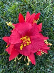 Hawaiian Hibiscus Layered Multicolored Tropical Foam Hair Clip Party Beach Luau